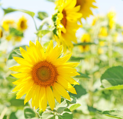 field of unripe sunflowers or helianthus in summer, selective focus