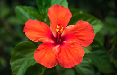 Red Hibiscus Flower or Mar Pacifico