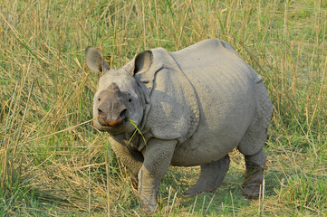 Indian rhinoceros in the Kaziranga national park 
