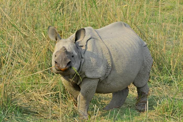 Crédence de cuisine en verre imprimé Rhinocéros Indian rhinoceros in the Kaziranga national park 
