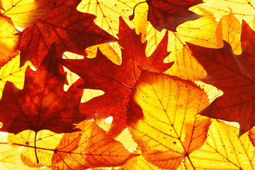 Golden autumn leaves background