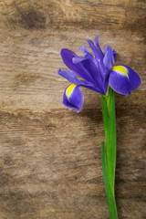 Beautiful iris flower on wooden background, copy space