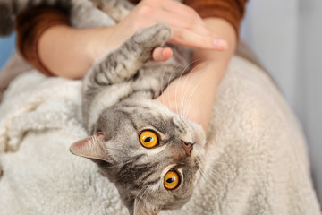 Woman holding lovely grey cat, close up