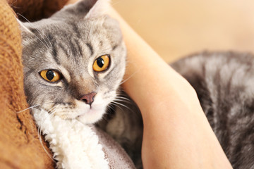 Fototapeta na wymiar Woman holding lovely grey cat, close up