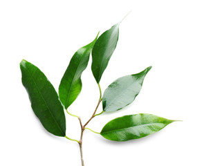 Rubber plant isolated on white