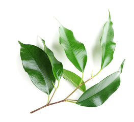 Rubber plant isolated on white