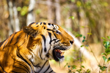 Tiger in a national park in India. These national treasures are now being protected, but due to urban growth they will never be able to roam India as they used to. 