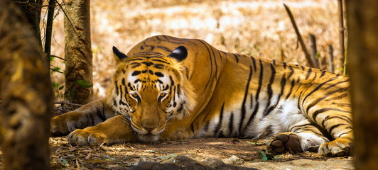 Tiger in a national park in India. These national treasures are now being protected, but due to...
