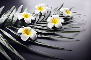 Beautiful composition of frangipani flower on palm leaves, close up