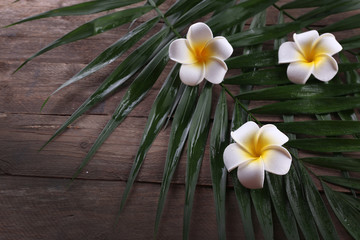 Beautiful composition of frangipani flower with palm leaves on wooden background, close up