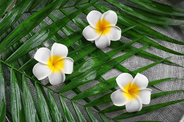 Fototapeta na wymiar Beautiful composition of frangipani flower on palm leaves, close up