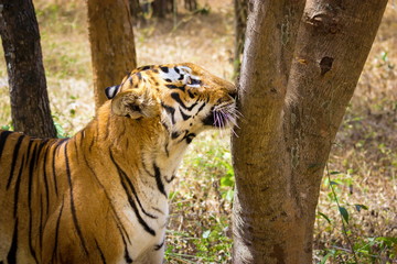 Tiger resting in a national park in India. These national treasures are now being protected, but due to urban growth they will never be able to roam India as they used to. 