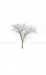 Fototapeta na wymiar Tree alone in snow