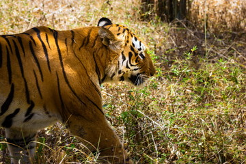 Tiger resting in a national park in India. These national treasures are now being protected, but due to urban growth they will never be able to roam India as they used to. 