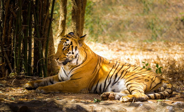 Tiger in a national park in India. These national treasures are now being protected, but due to urban growth they will never be able to roam India as they used to. 