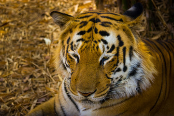 Tiger in a national park in India. These national treasures are now being protected, but due to urban growth they will never be able to roam India as they used to. 