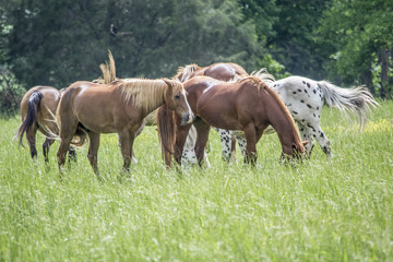 Fototapeta premium Horses from a Valley