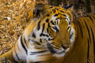 Fototapeta na wymiar Tiger in a national park in India. These national treasures are now being protected, but due to urban growth they will never be able to roam India as they used to. 