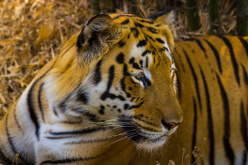 Tiger resting in a national park in India. These national treasures are now being protected, but due to urban growth they will never be able to roam India as they used to. 
