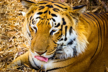 Tiger in a national park in India. These national treasures are now being protected, but due to urban growth they will never be able to roam India as they used to. 