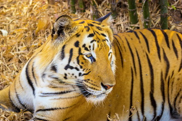 Tiger resting in a national park in India. These national treasures are now being protected, but due to urban growth they will never be able to roam India as they used to. 