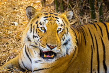 Tiger resting in a national park in India. These national treasures are now being protected, but due to urban growth they will never be able to roam India as they used to. 