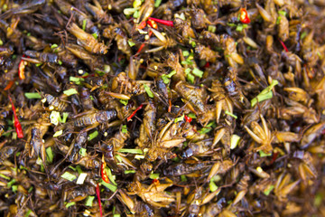 notorious bug eating of asia