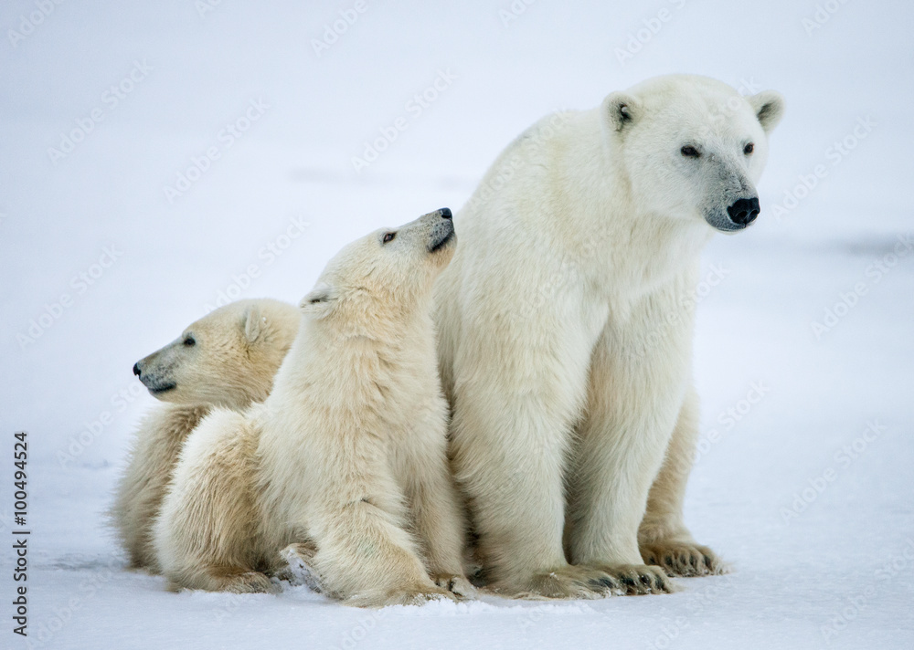 Wall mural Polar she-bear with cubs. A Polar she-bear with two small bear cubs on the snow.