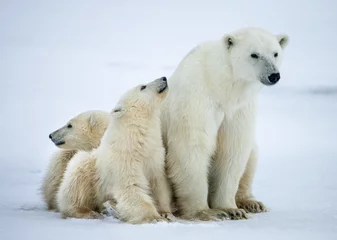 Wall murals Icebear Polar she-bear with cubs. A Polar she-bear with two small bear cubs on the snow.
