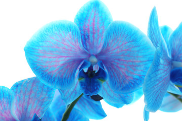 Beautiful blue orchid flower on white background