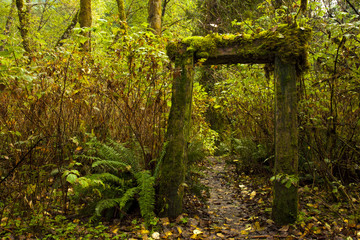 Ancient moss-covered entrance into the forest