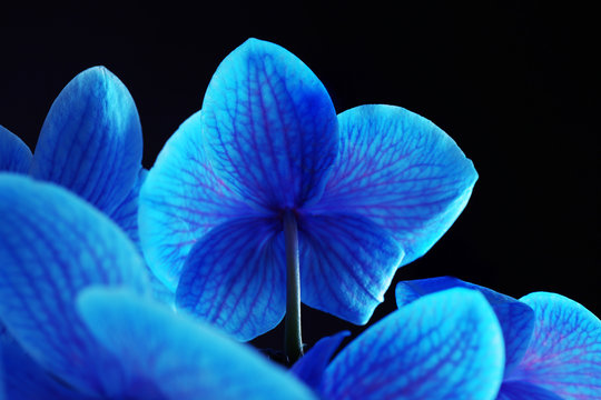 Fototapeta Beautiful blue orchid flower on black background
