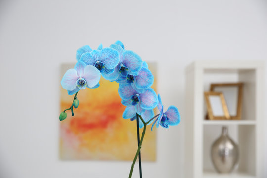 Beautiful blue orchid flower on table in the white room