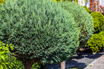 Beautiful lush bush in garden close-up.