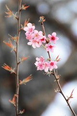 Softly Wild Himalayan Cherry Flower