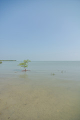 Young mangrove trees in forest at Thailand.