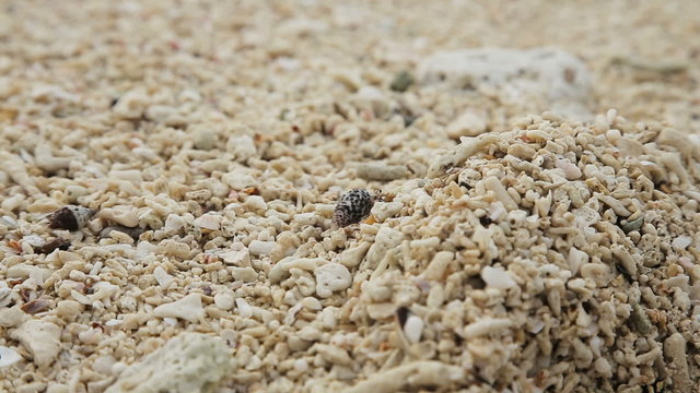 Small hermit crab in the sand.