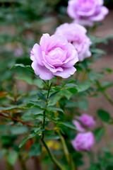 Purple rose
