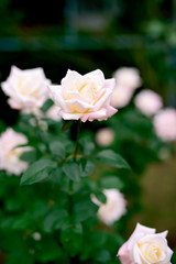 White rose
