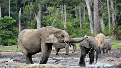 Fototapeta na wymiar The African Forest Elephant, Loxodonta africana cyclotis. At the Dzanga saline (a forest clearing) Central African Republic, Dzanga Sangha