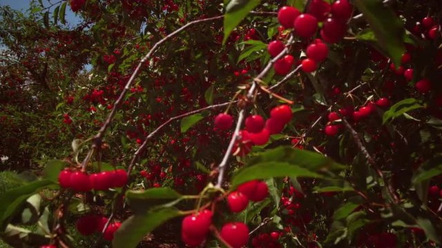 Static shot of cherries in trees