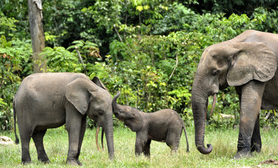 Le veau éléphant avec la vache éléphant L& 39 éléphant de forêt africain, Loxodonta africana cyclotis. À la saline de Dzanga (une clairière de forêt) République centrafricaine, Dzanga Sangha
