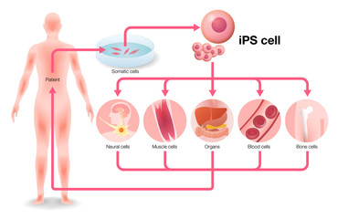 induced pluripotent stem cell (iPS cell) and regenerative medicine, vector illustration © metamorworks