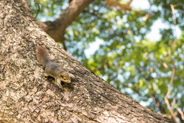 Squirrel clinging