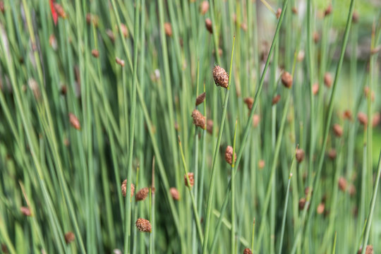 Selective focus of Bulrushes (Lepironia Articulata)
