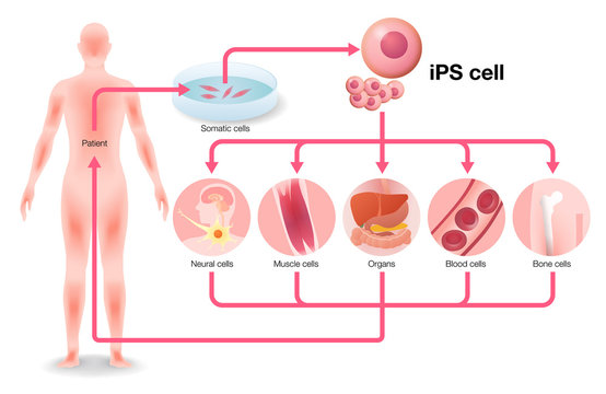 induced pluripotent stem cell (iPS cell) and regenerative medicine, vector illustration