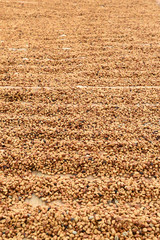 Coffee beans dried in the sun, Coffee beans raked out for drying prior to roasting