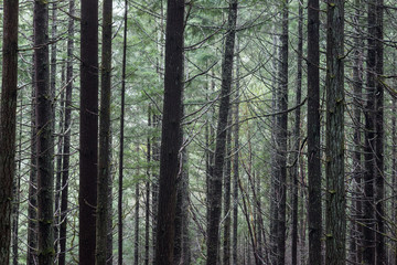 Fir Forest