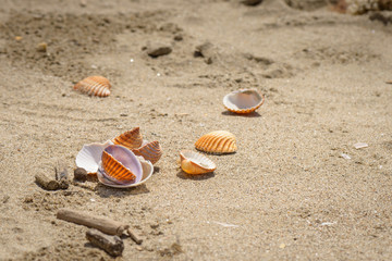 shells on beach