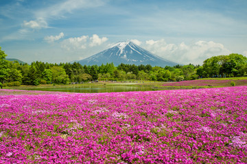 Fuji with the field of pink moss at Yamanashi, Japan